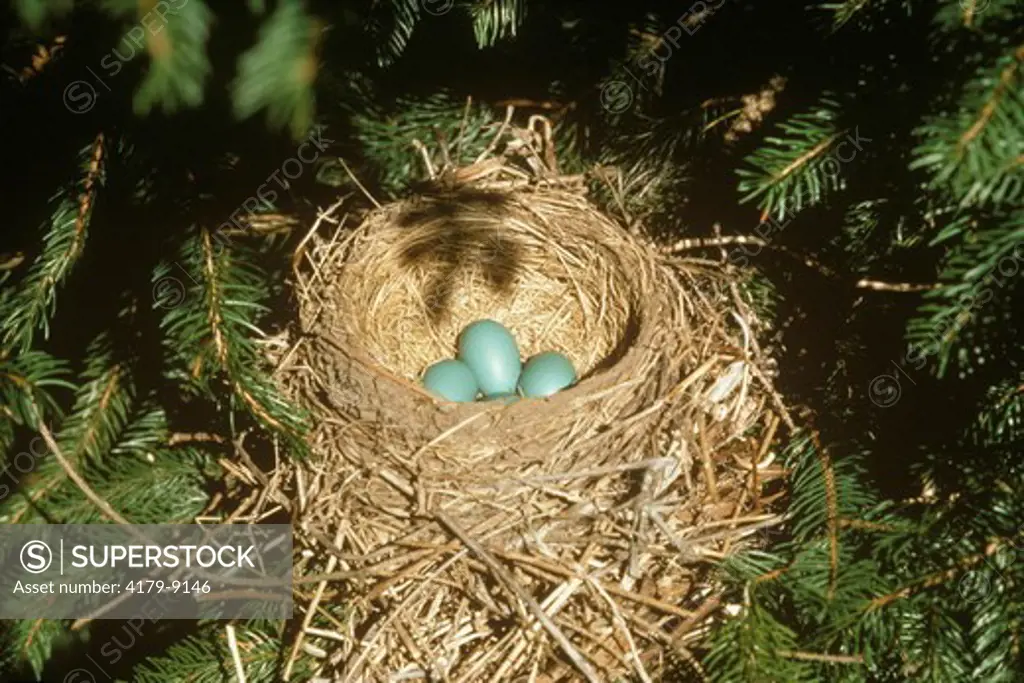 Robin Nest and Eggs