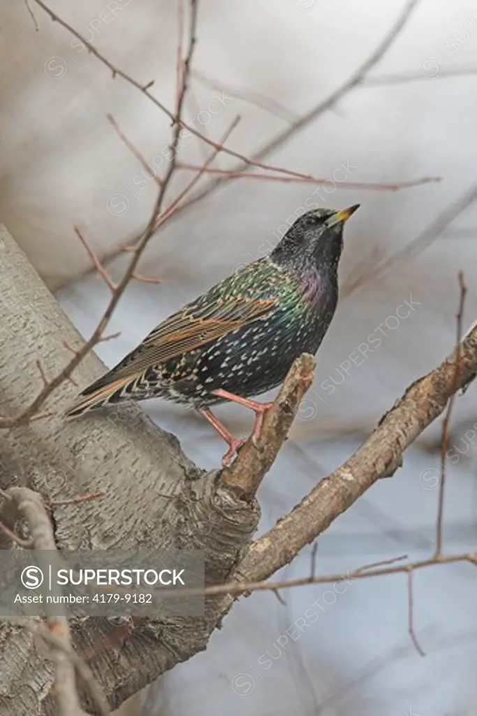 Starling (Sturnus vulgaris) on branch, Central Park, NY