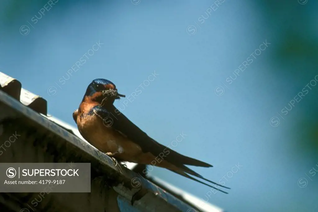 Barn Swallow w est Material (Hirundo rustica) Nisqually NWR/WA, Washington