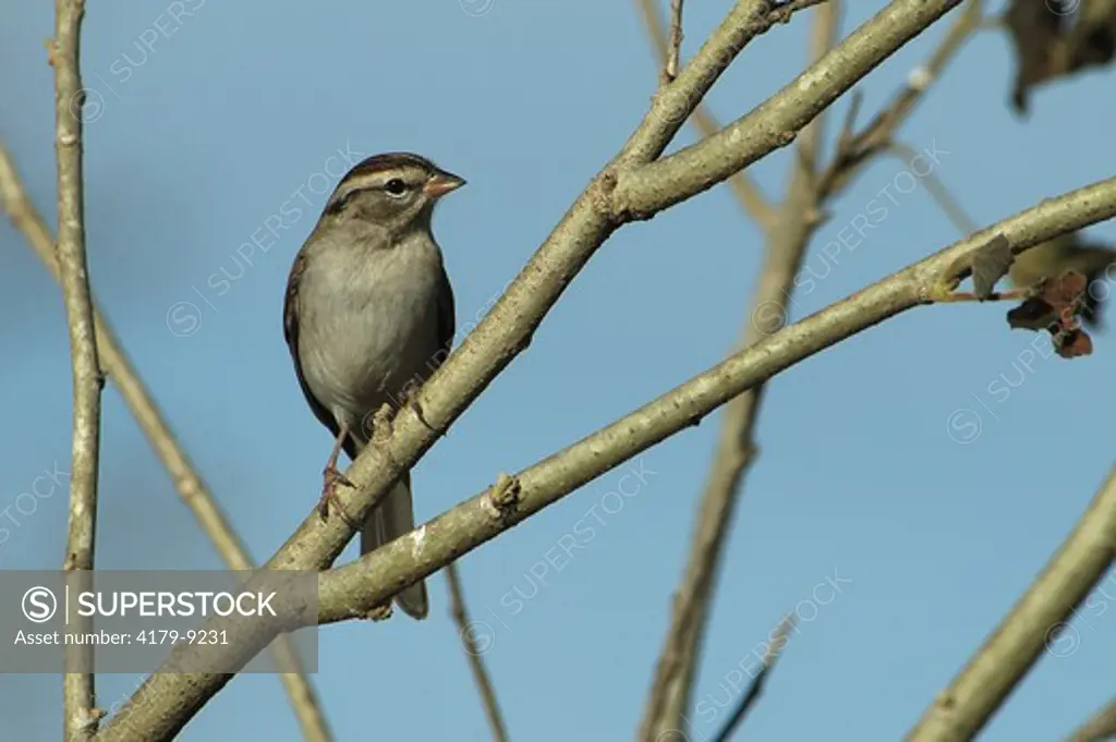 Chipping Sparrow (Spizella passerina) Grand Lake Estates, TX