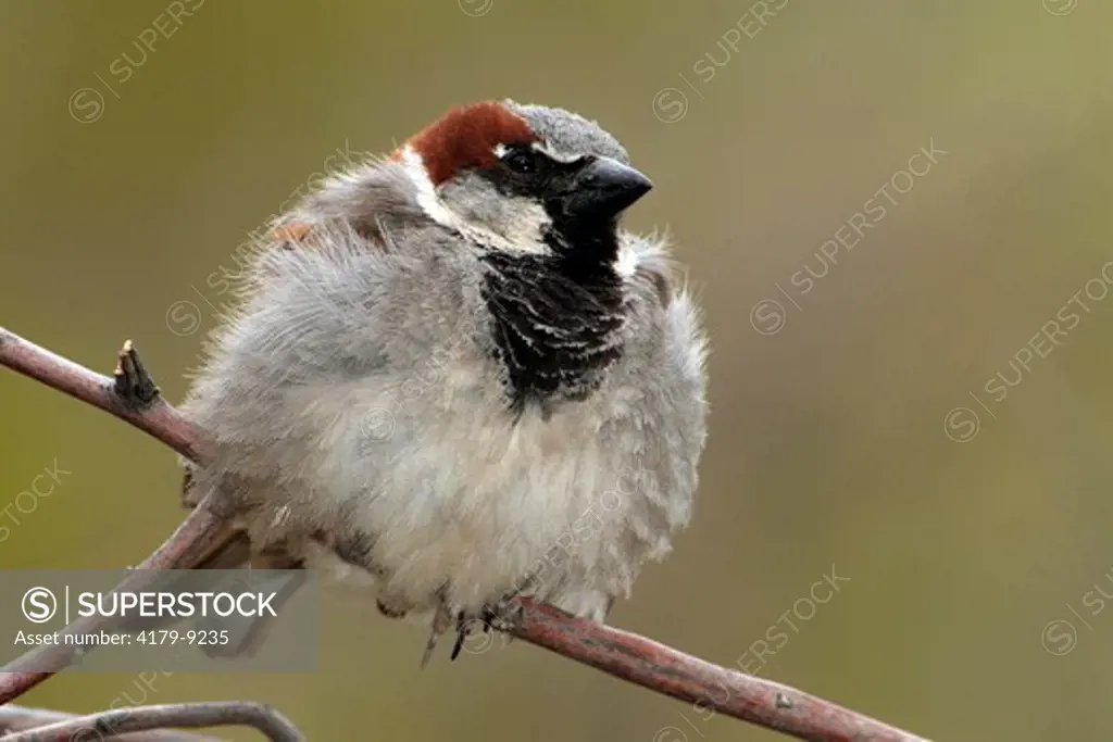 House Sparrow (Passer domesticus) Big Bend National Park Texas