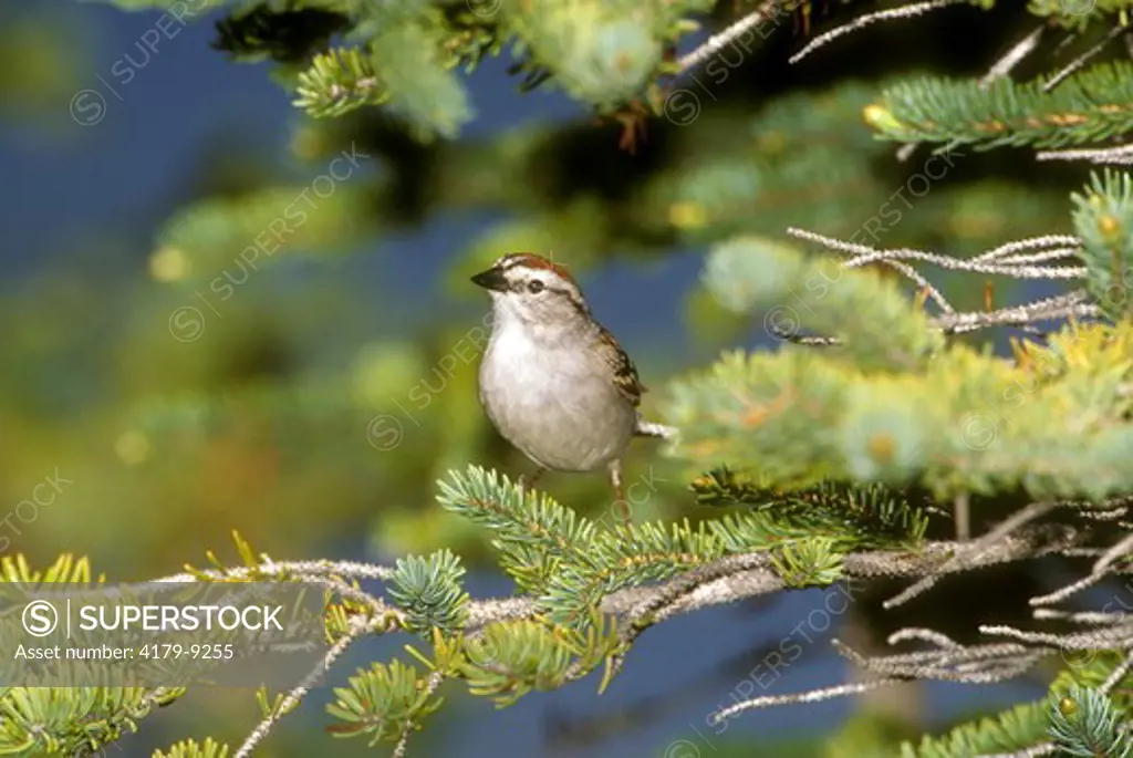 Chipping Sparrow (Spizella passerina), Churchill N. Manitoba, Canada