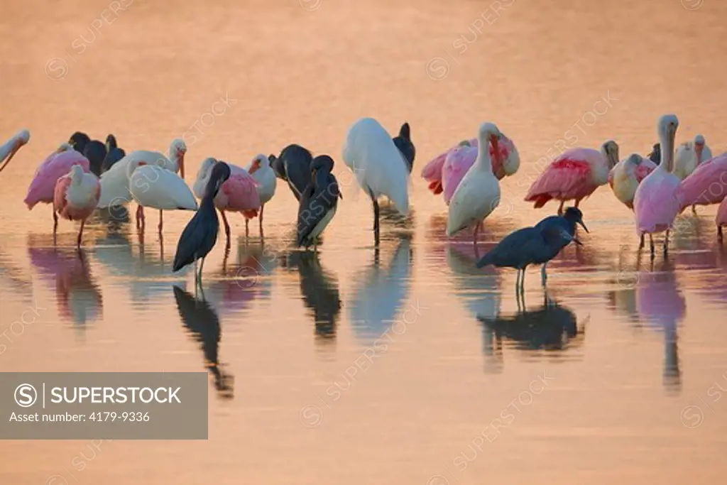 White Ibis, Roseate Spoonbills, Tricolored Herons, and Little Blue Herons roosting at Sunset, three different, Ding Darling NWR, Sanibel Island, Florida, USA