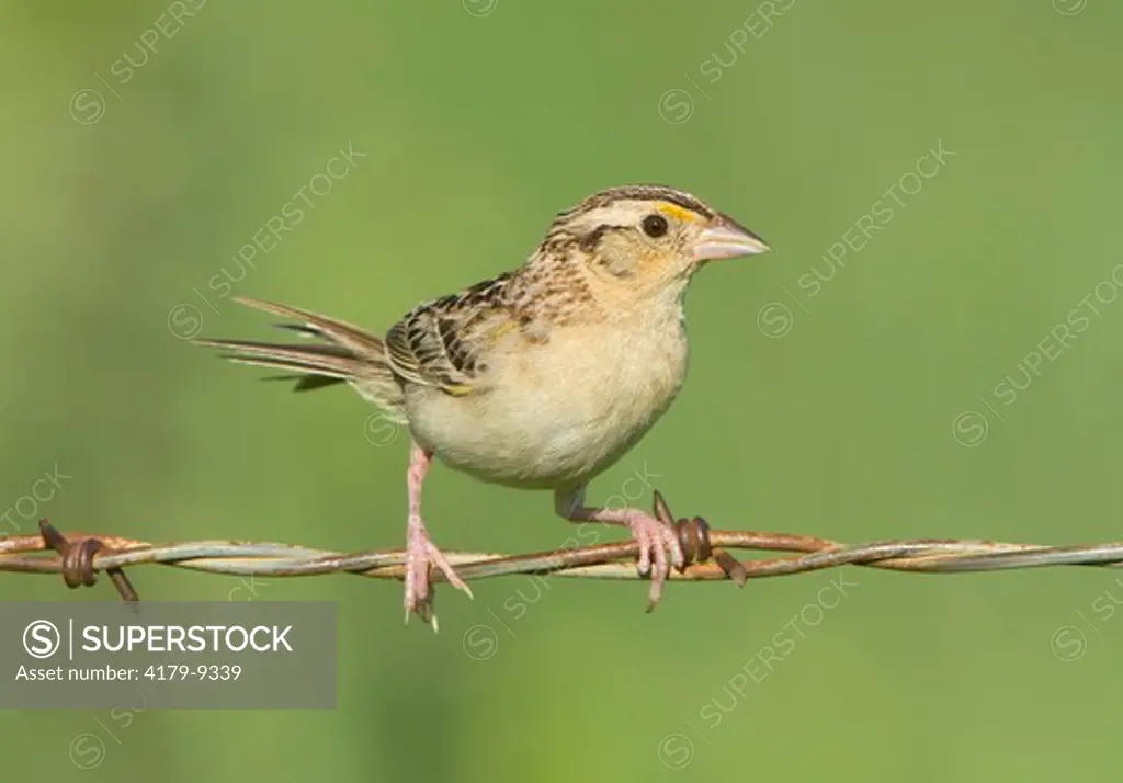 Grasshopper Sparrow (Ammodramus savannarum), Konza Prairie, Riley County, Kansas, USA