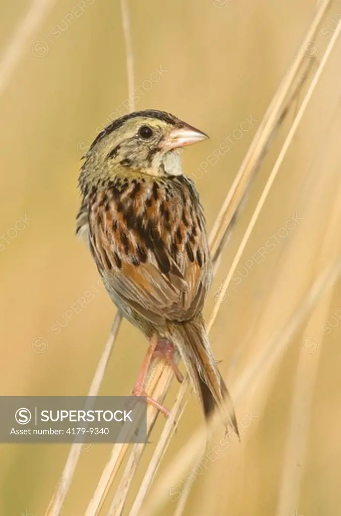 Henslow's Sparrow (Ammodramus henslowii), Konza Prairie, Riley County, Kansas, USA