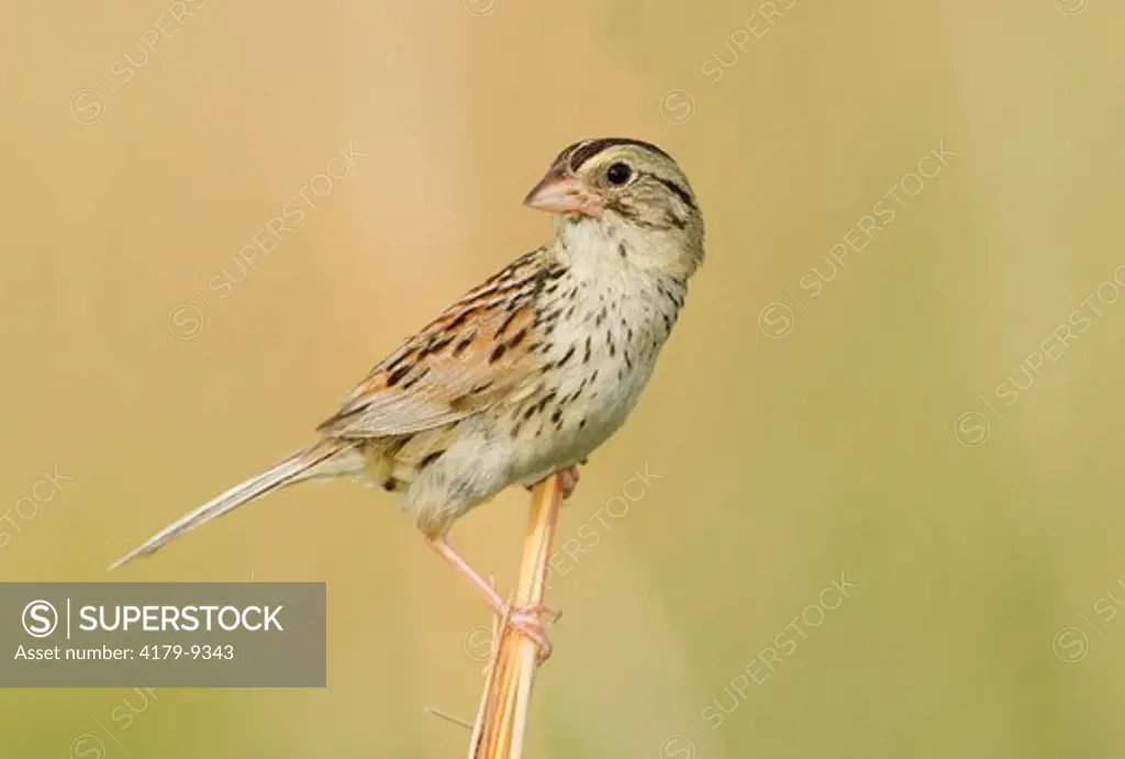 Henslow's Sparrow (Ammodramus henslowii), Konza Prairie, Riley County, Kansas, USA