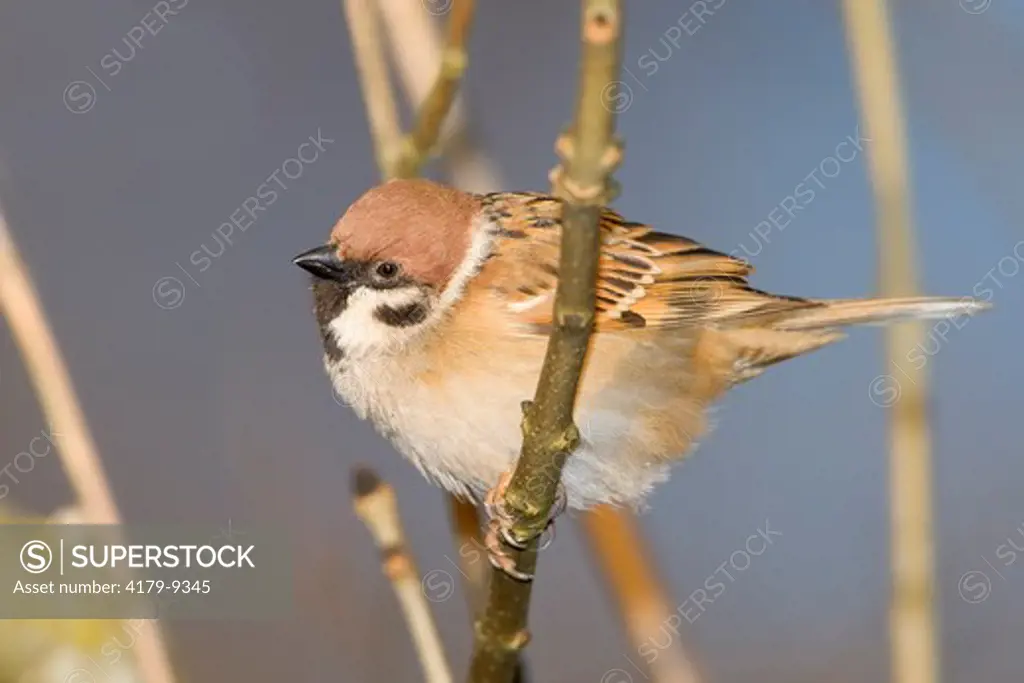 Tree Sparrow ( Passer montanus ), Bialowieza, Poland