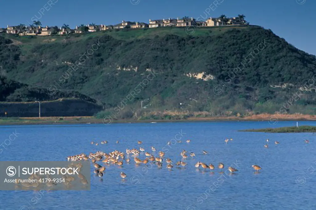 Shorebirds in Batiquitos Lagoon, Carlsbad, San Diego County, CALIFORNIA