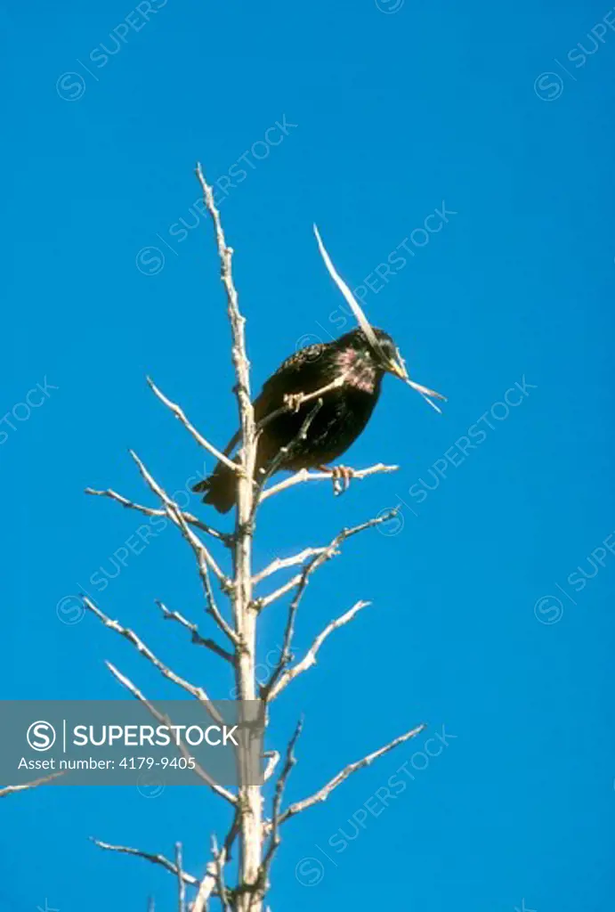Starling with nesting material, Arizona, AZ