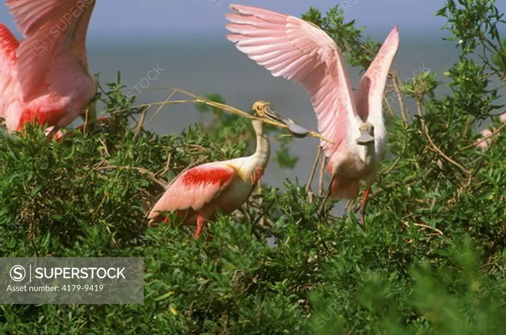 Roseate Spoonbill w/ Nest Material (Ajaia ajaja)  Rabbit Island, LA