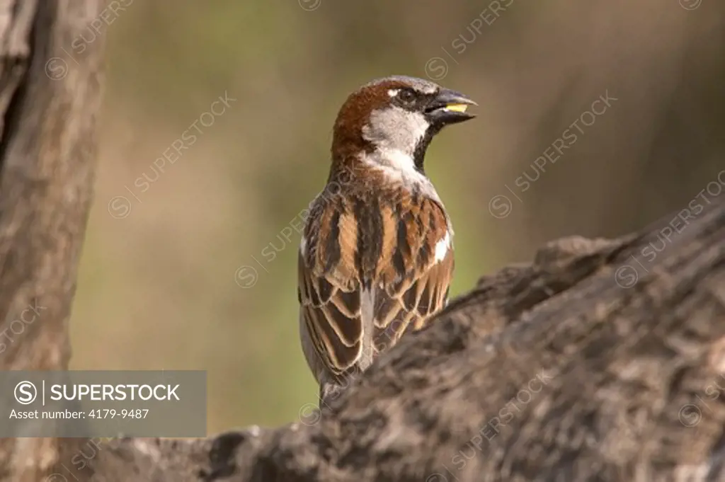 House Sparrow (Passer domesticus) Edinberg,Tx