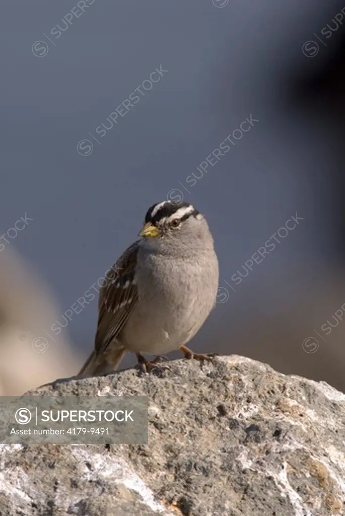 White-crowned Sparrow   (Zonottrichia leucophyrs)   Morro Bay,CA   2007   Digital Capture