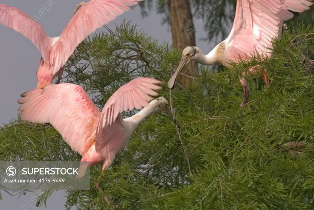 Roseate Spoonbill (Ajaia ajaja) Fighting for nest material, interact, Gueydan, La, Louisiana   2007   Digital Capture