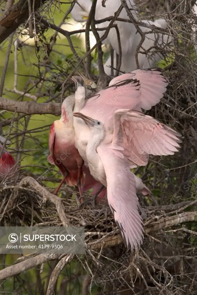 Roseate Spoonbill (Ajaia ajaja) on nest w/chicks   Smith Oaks Sanctuary, High Island,TX   2007   Digital Capture