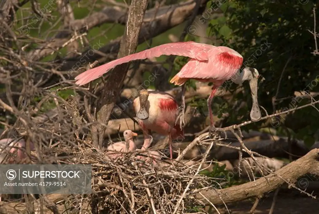 Roseate Spoonbill (Ajaia ajaja) on nest w/chicks   Smith Oaks Sanctuary, High Island,Tx   2007   Digital Capture