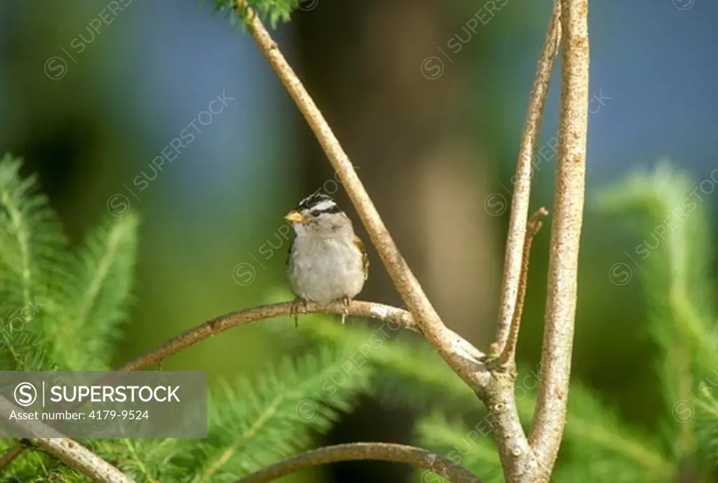 White-crowned Sparrow  (Zonotrichia leucophrys), Discovery Bay, WA