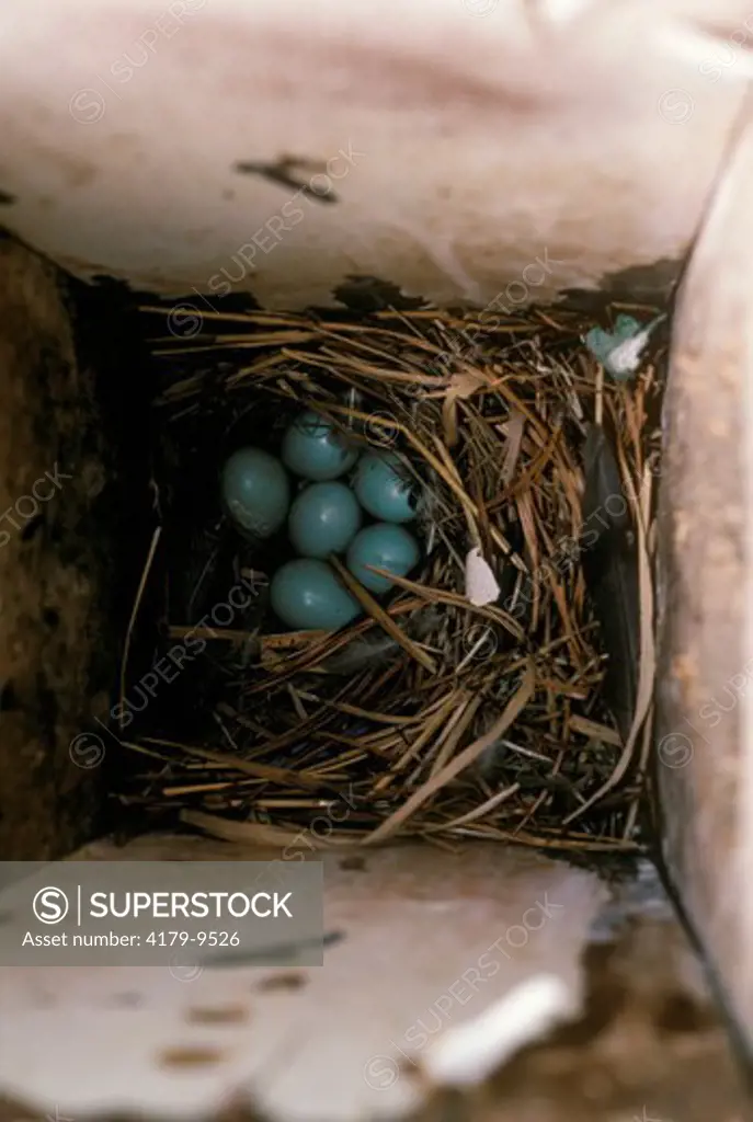 Starling eggs laid in bird house, Howell, NJ