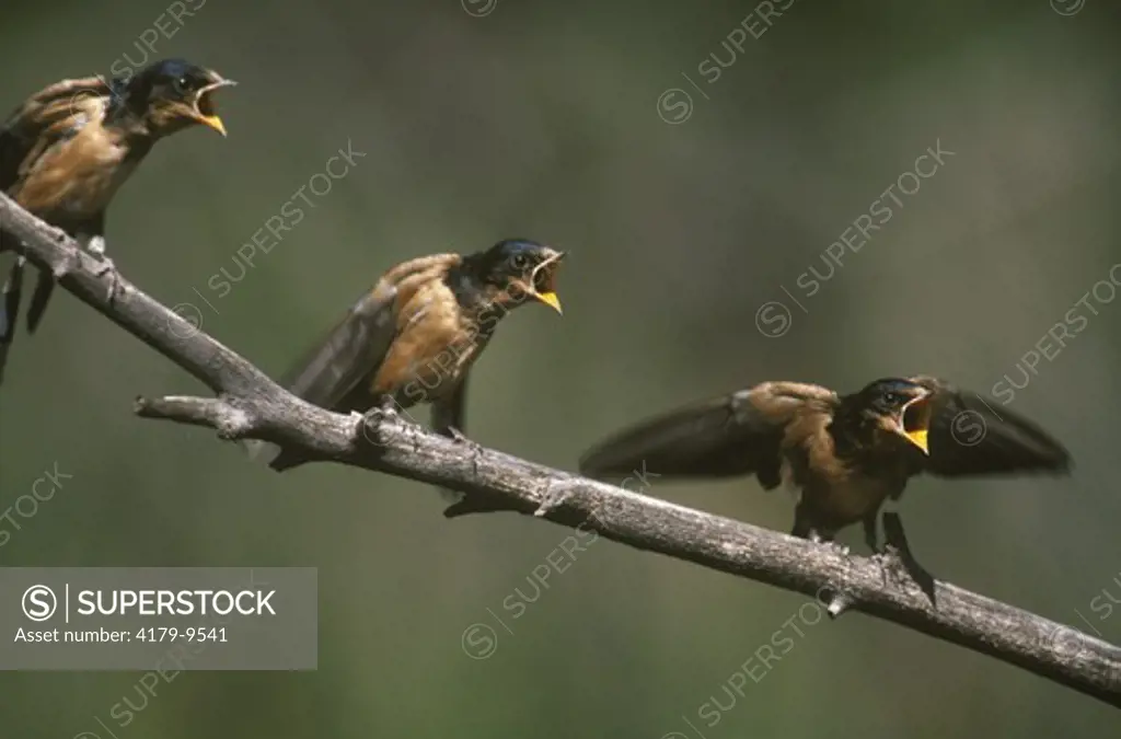 Barn Swallows Fledglings Begging for Food (Hirundo rustica) Jefferson County CO