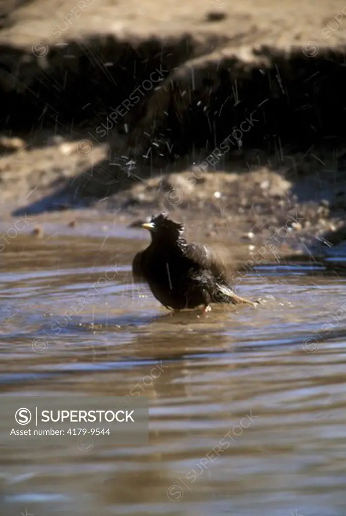 European Starling (Sturnus vulgaris) Bathing/Denver, CO