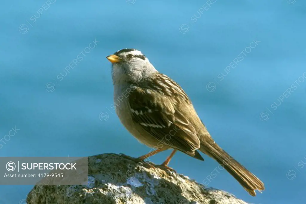 White-crowned Sparrow (Zonotrichia leucophrys, Morro Rock, CA