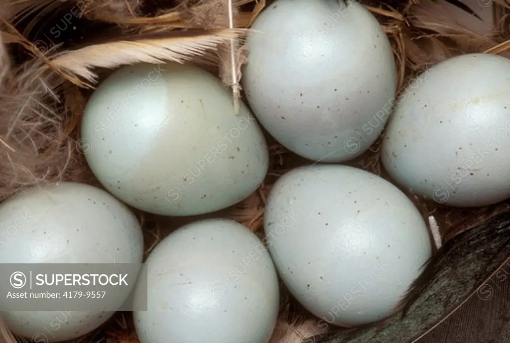 European Starling nest w/ eggs (Sturnus vulgaris) Bishop, Inyo Co., CA