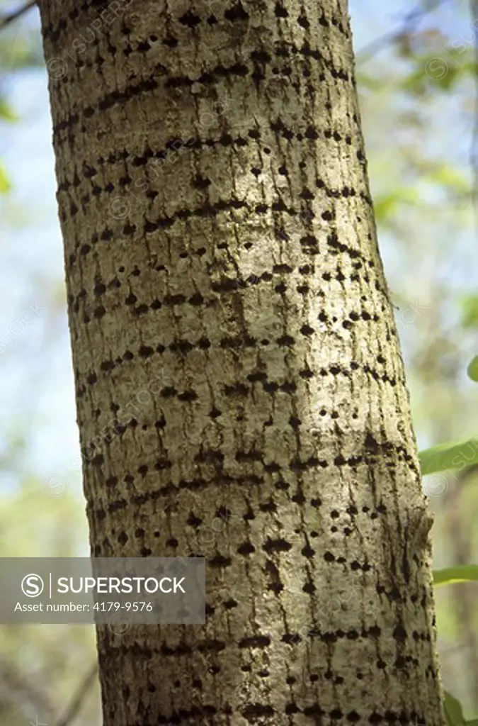 Holes drilled by Yellow-bellied Sapsucker, Pte Pelee Park, Canada