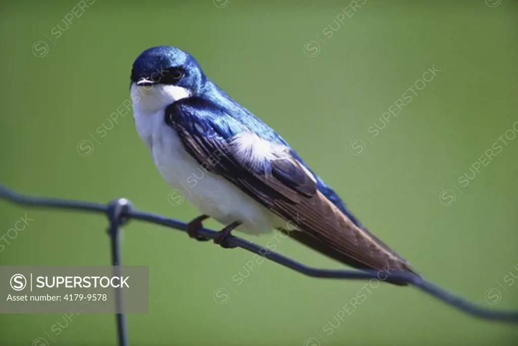 Tree Swallow on Wire Fence, Pointe Pelee NP, Ontario, Canada