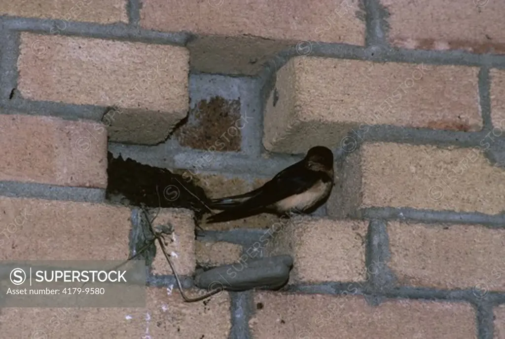 Barn Swallow nesting in Brick Wall, Pointe Pelee NP, Ontario, Canada