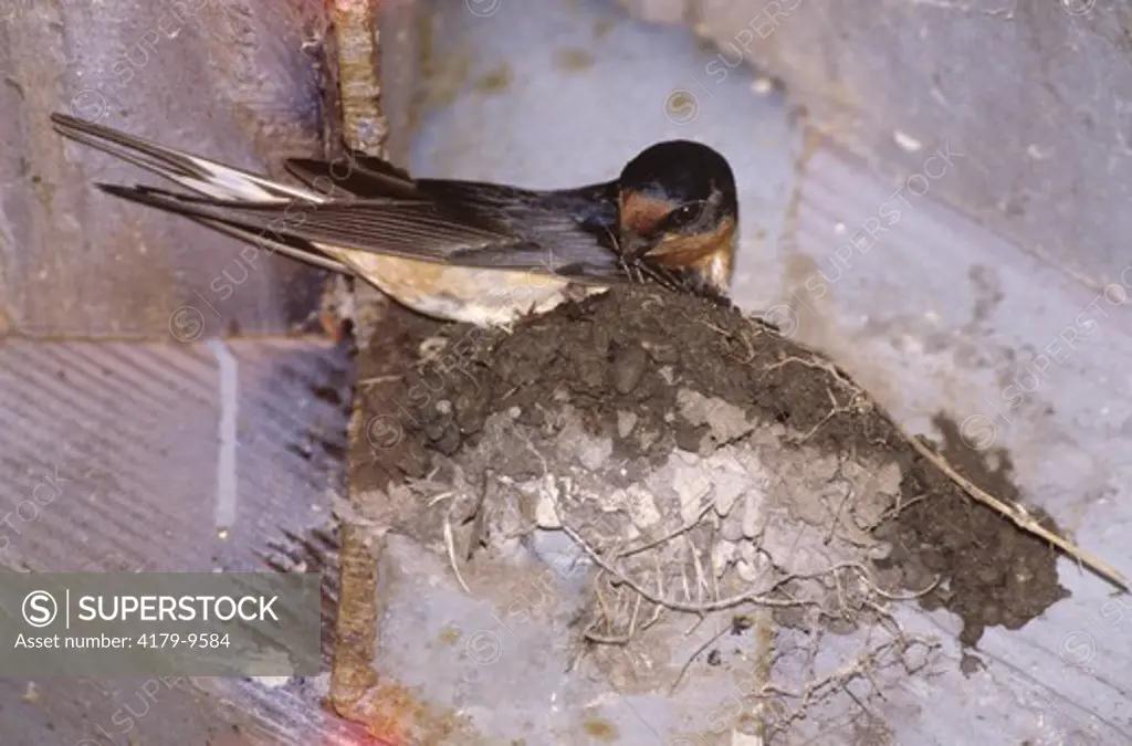 Barn Swallow building Nest