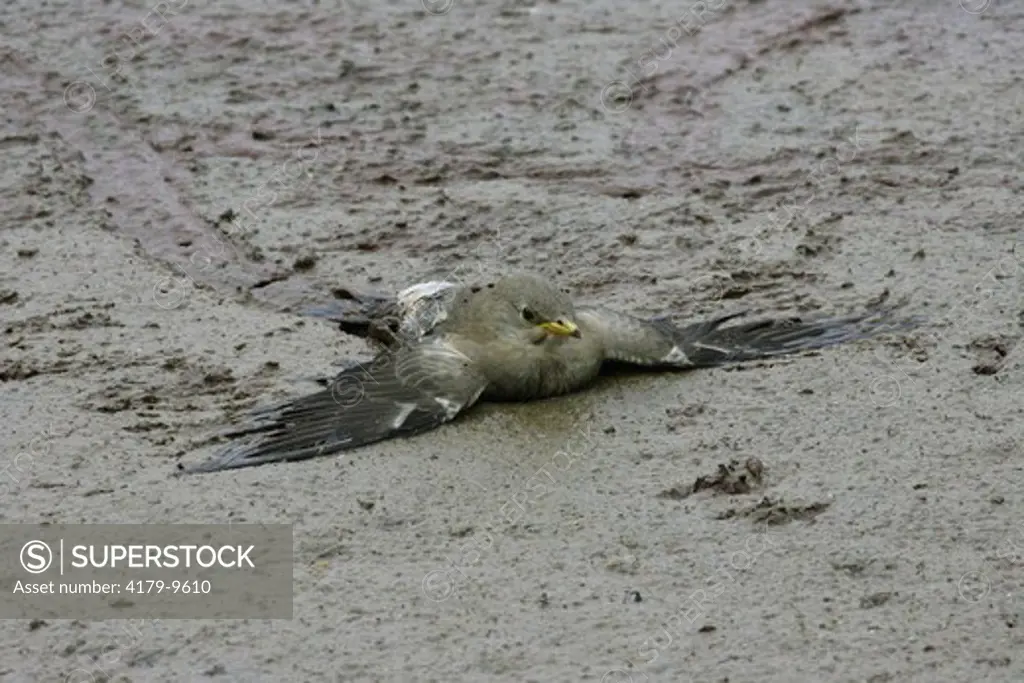 Wattled Starling trapped in heavy Mud, doomed to die (Creatophora cinerea) Kenya