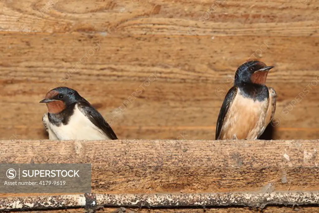 Swallow in the stable (Hirundo rustica)