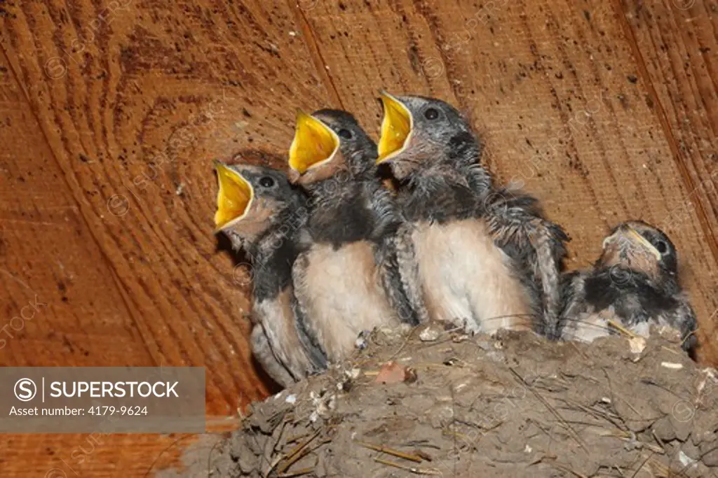 Young swallow at the nest (Hirundo rustica)