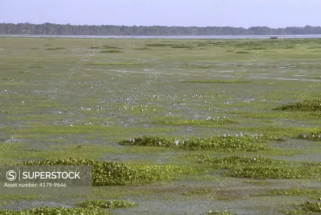 Black-necked Stilts feeding in floating Mat of Hydrilla, Atchafalaya Basin, Louisiana (Himantopus mexicanus)