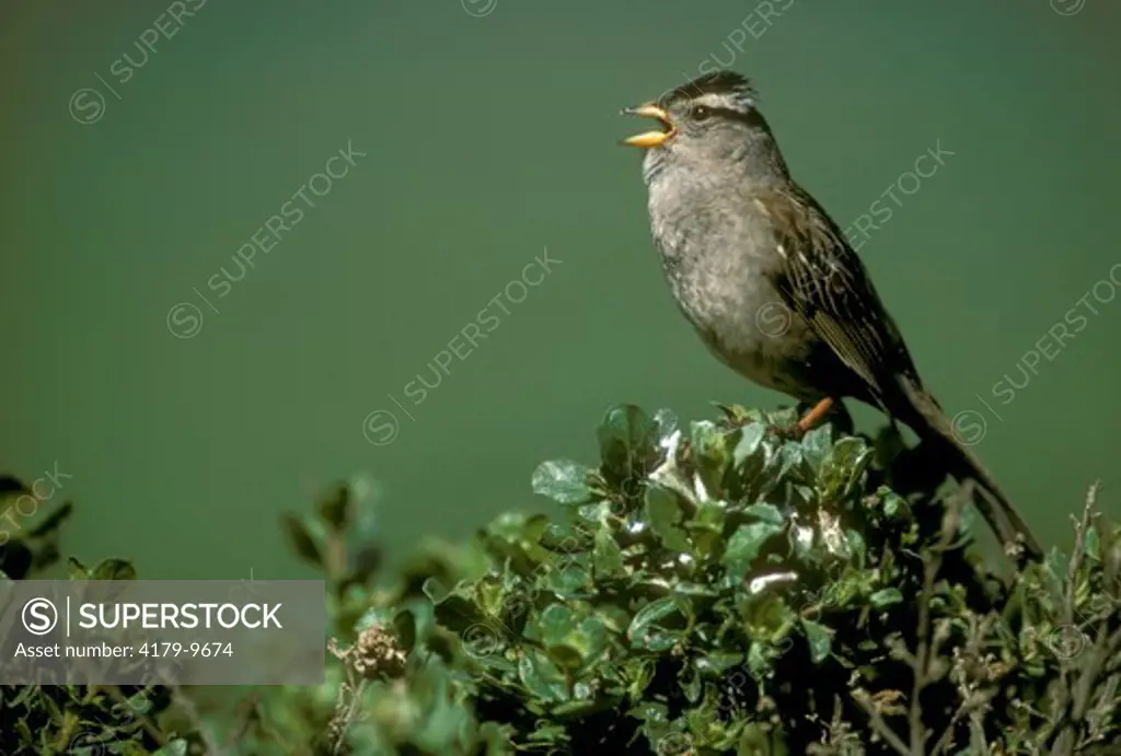 White-Crowned Sparrow (Zonotrichia leucophrys) Singing Male, California USA