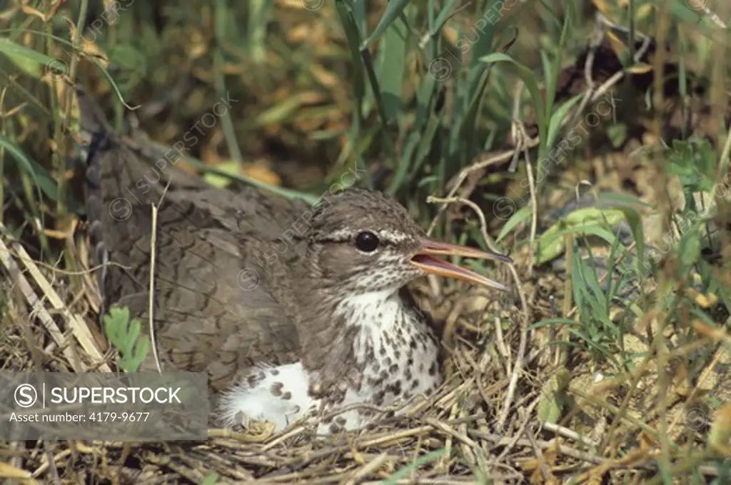 Spotted Sandpiper (Actitis macularia) Clutch of 4 Eggs, PA