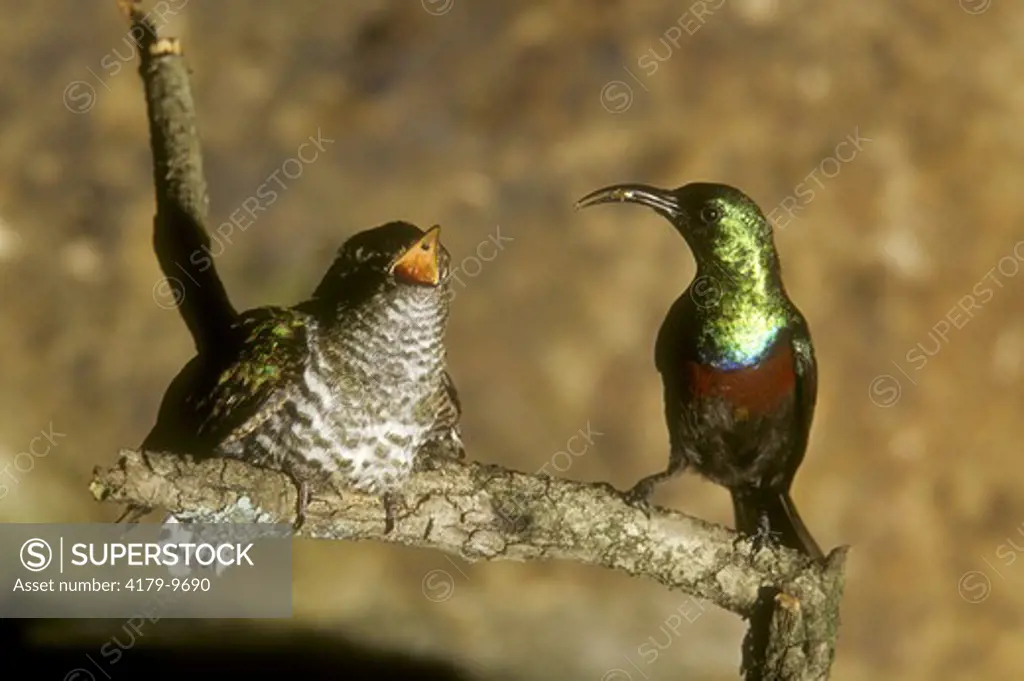 Marico Sunbird & Afr. Emerald Cuckoo, Parasitic, Masai Mara, Kenya (Nectarinia mariquensis)