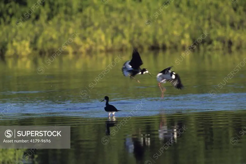 Black-necked Stilts Endangered- Territory fight, Kealia Pond, Maui, HI (Himantopus mexicanus knudseni)