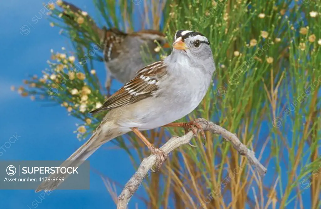 White-crowned Sparrow, CA