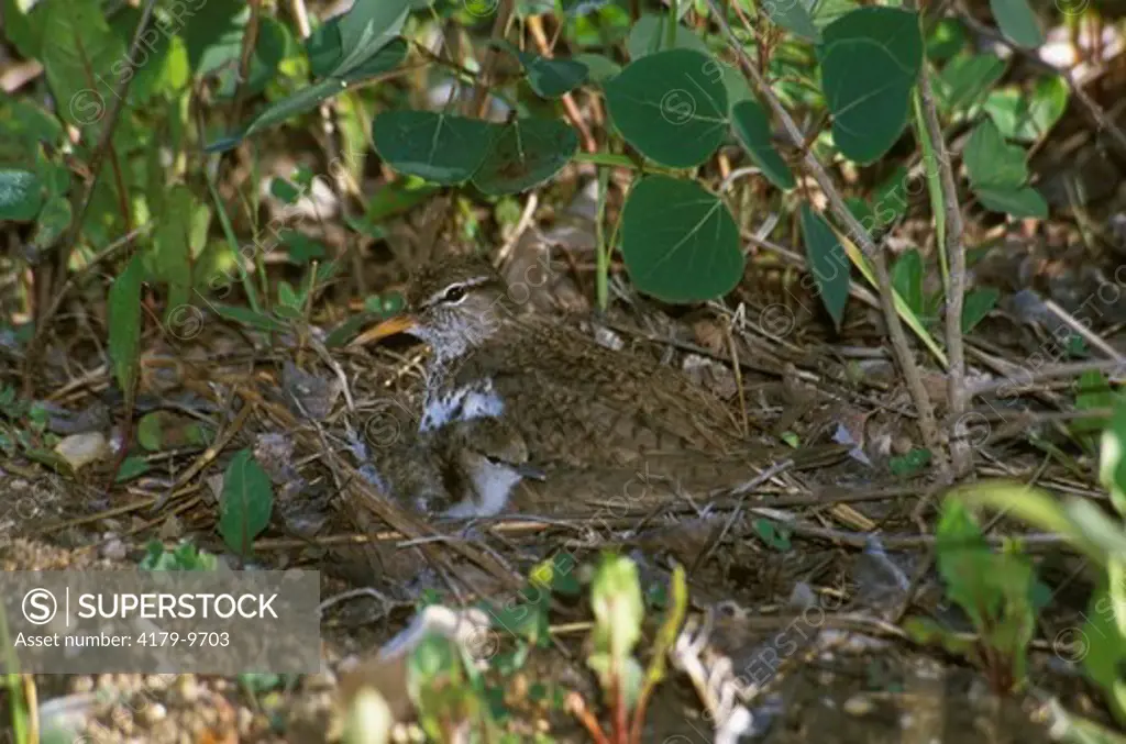 Spotted Sandpiper at Nest with Young, Saskatchewan, Canada