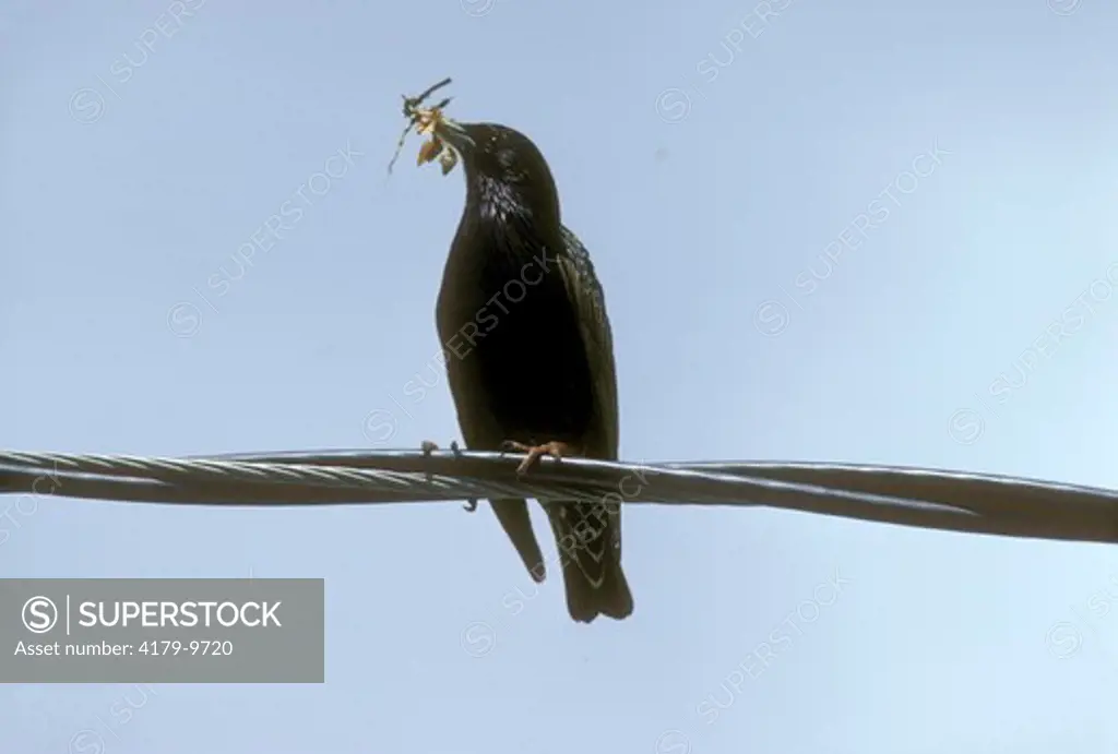 European Starling (Sturnus vulgaris) Male carrying material J