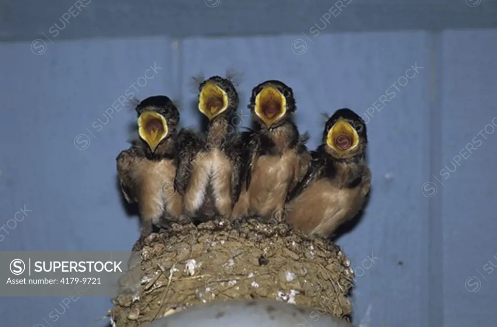 Barn Swallow Nestlings begging for food - NJ (Hirundo rustico)
