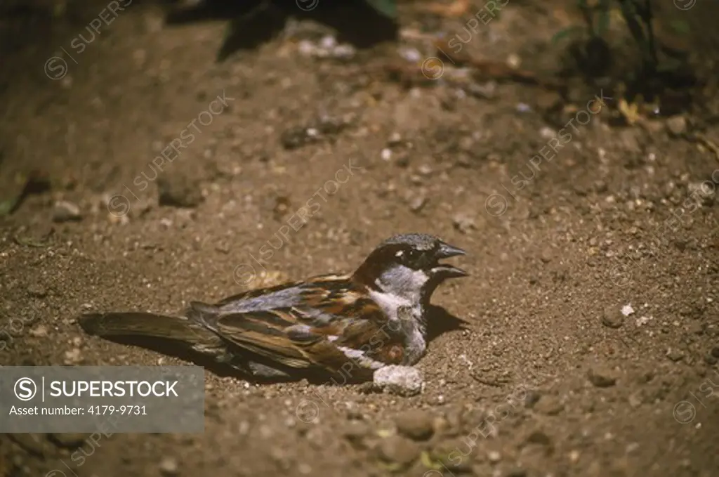 House Sparrow (Passer domesticus) Male Dusting