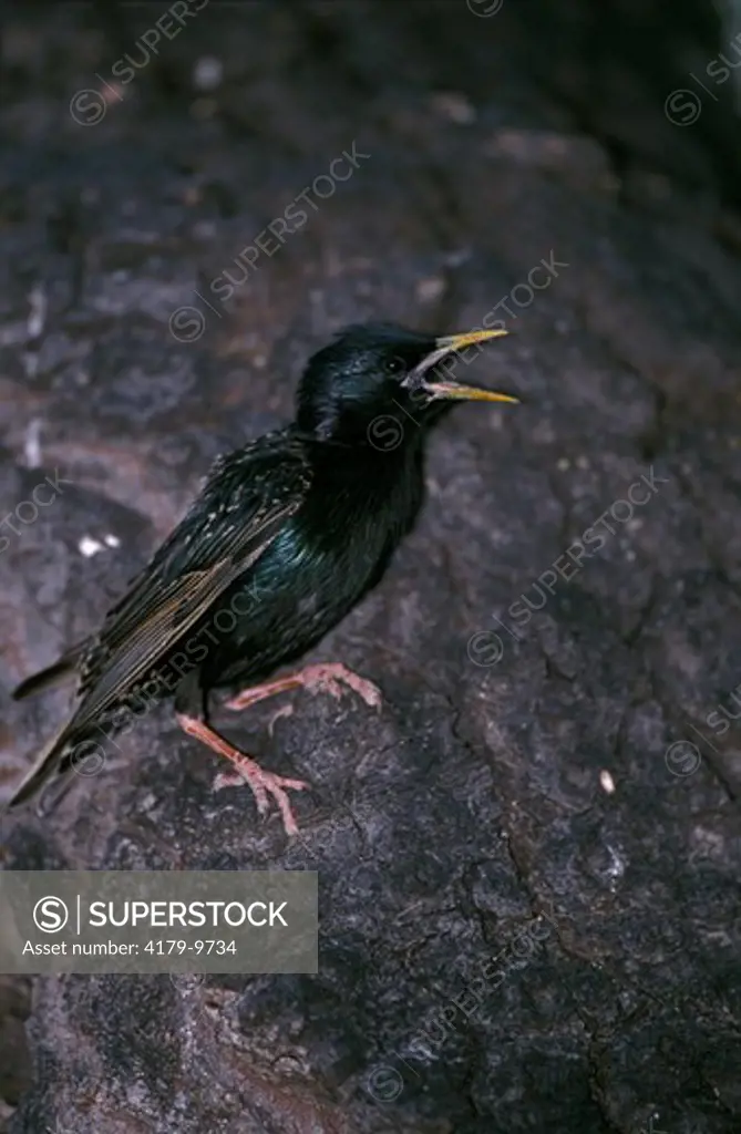 European Starling calling (Sturnus vulgaris) Montana