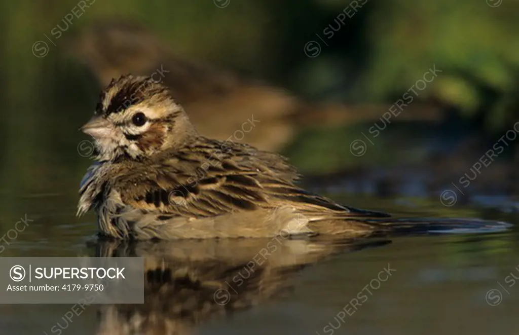 Lark Sparrow (Chondestes grammacus) Adult bathing, Willacy County, Rio Grande Valley, Texas, USA, April 2004