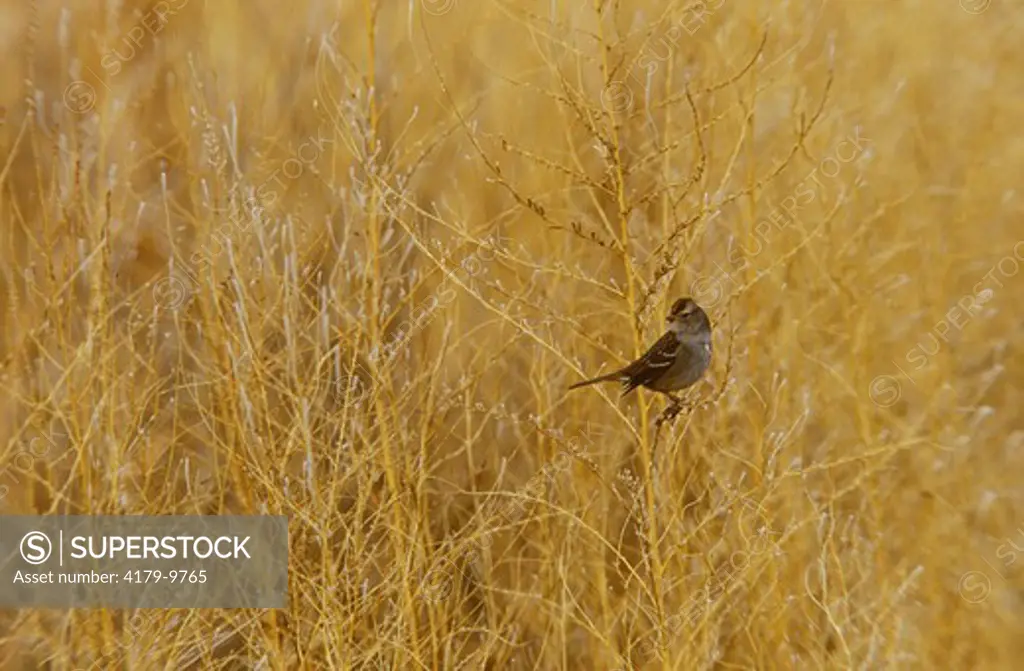 Field Sparrow in Brush (Spizella pusila), Bosque del Apache NWR, NM
