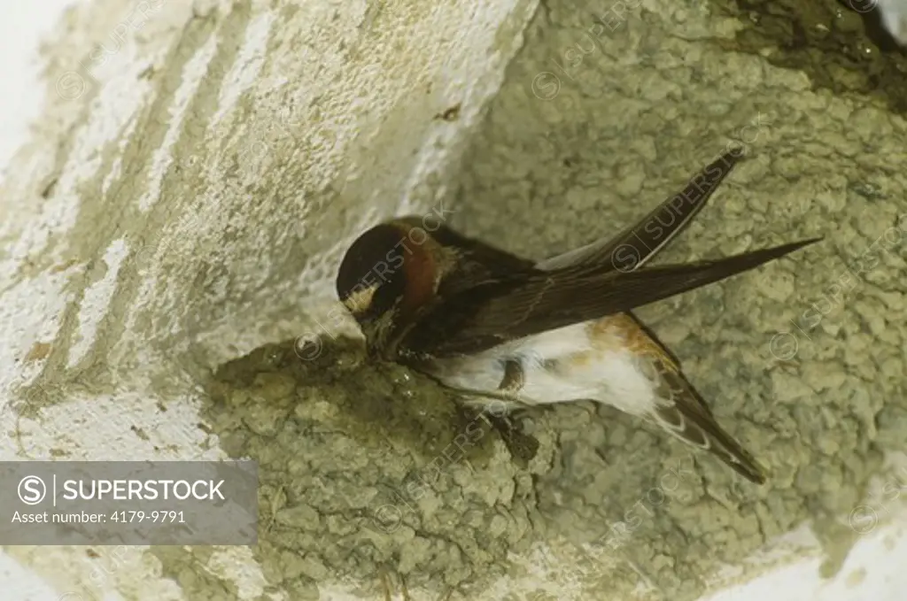 Cliff Swallow building nest w/ mud - Ithaca, NY (Hirundo pyrrhonota)