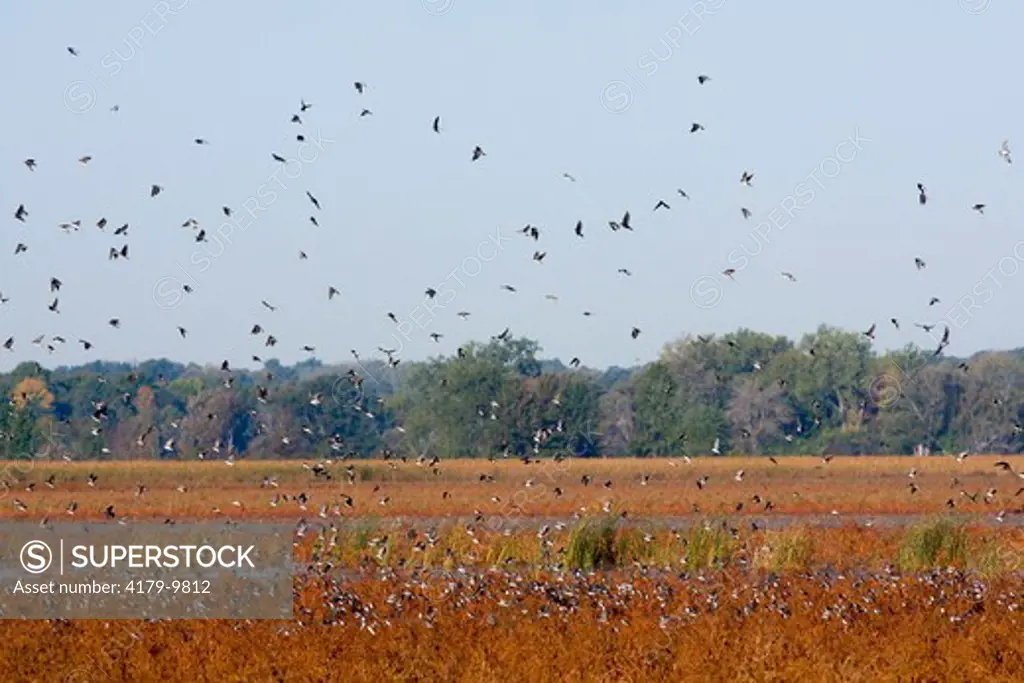 Tree Swallows (Tachycineta bicolor) flock flying out from roost in wetland, early autumn, Montezuma National Wildlife Refuge, New York, USA