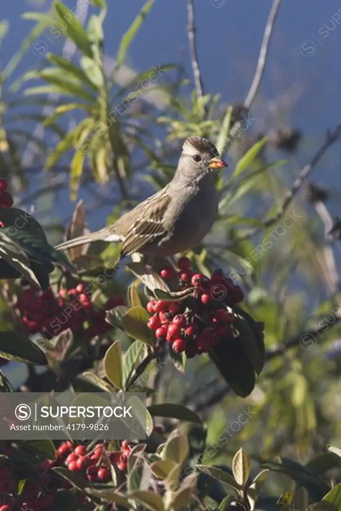 White-Crowned Sparrow (Zonotrichia leucophrys) eats Cotoneaster berries at Morro Bay, CA USA