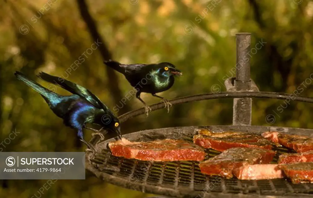 Glossy Starling stealing steak from grill, Krueger NP, RSA