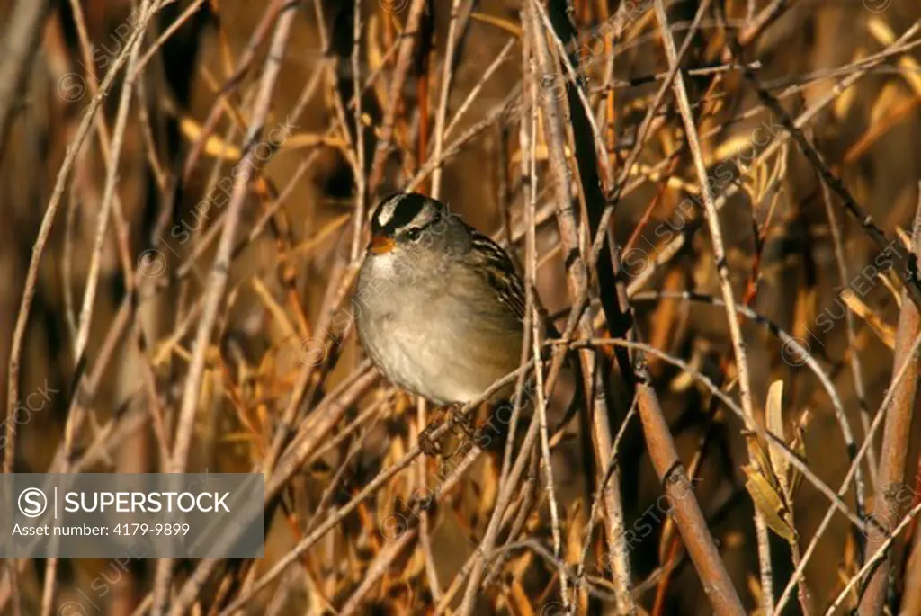 White-crowned Sparrow (Zonotrichia leucophrys), Bosque del Apache NWR, NM
